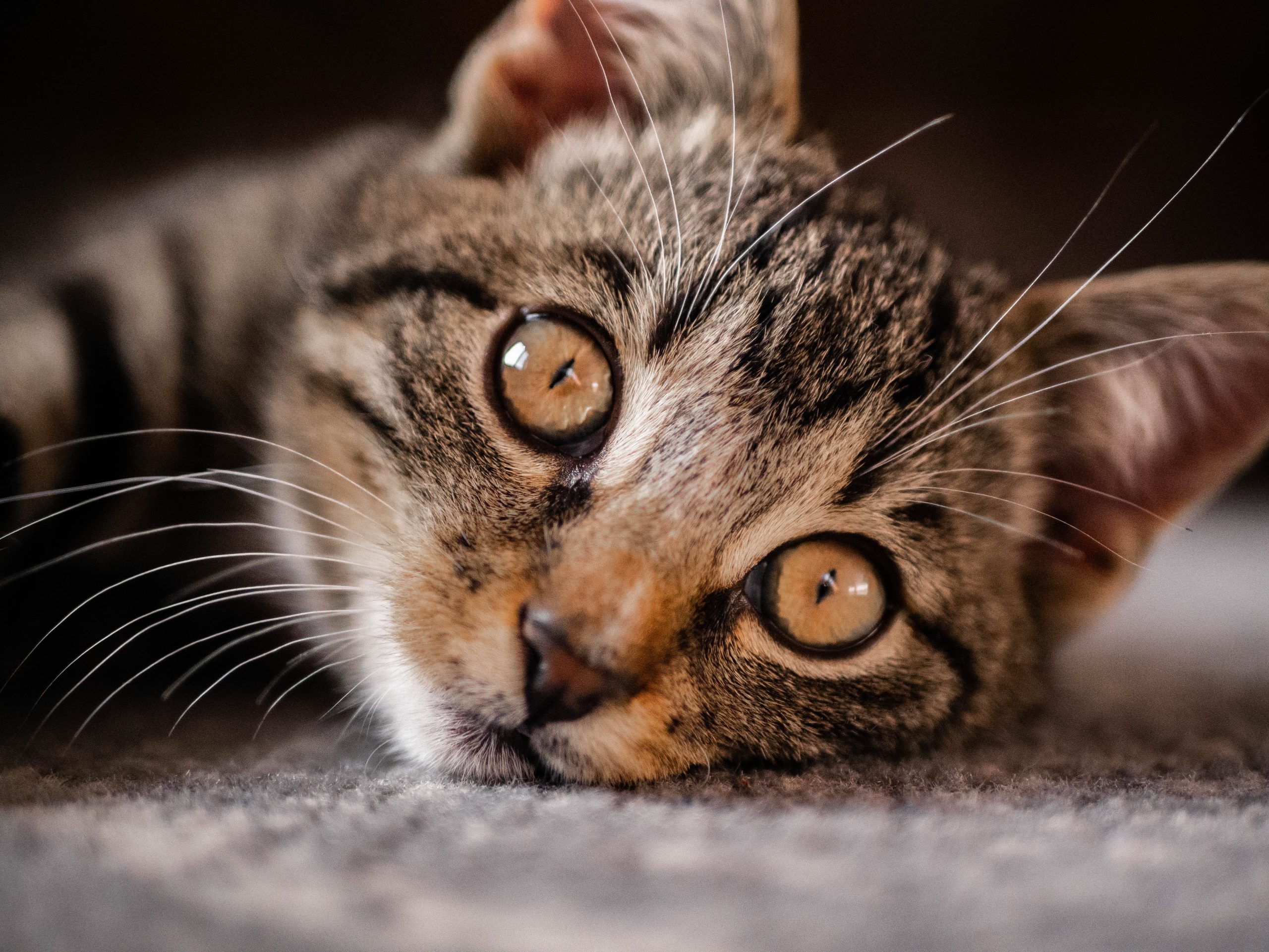 Często zadawane pytania dotyczące adopcji kota ze schroniska