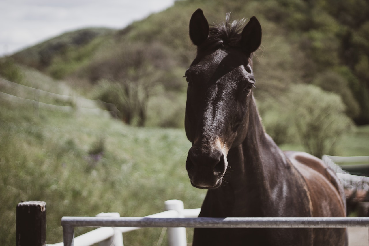 Żywienie koni – jakie pasze?
