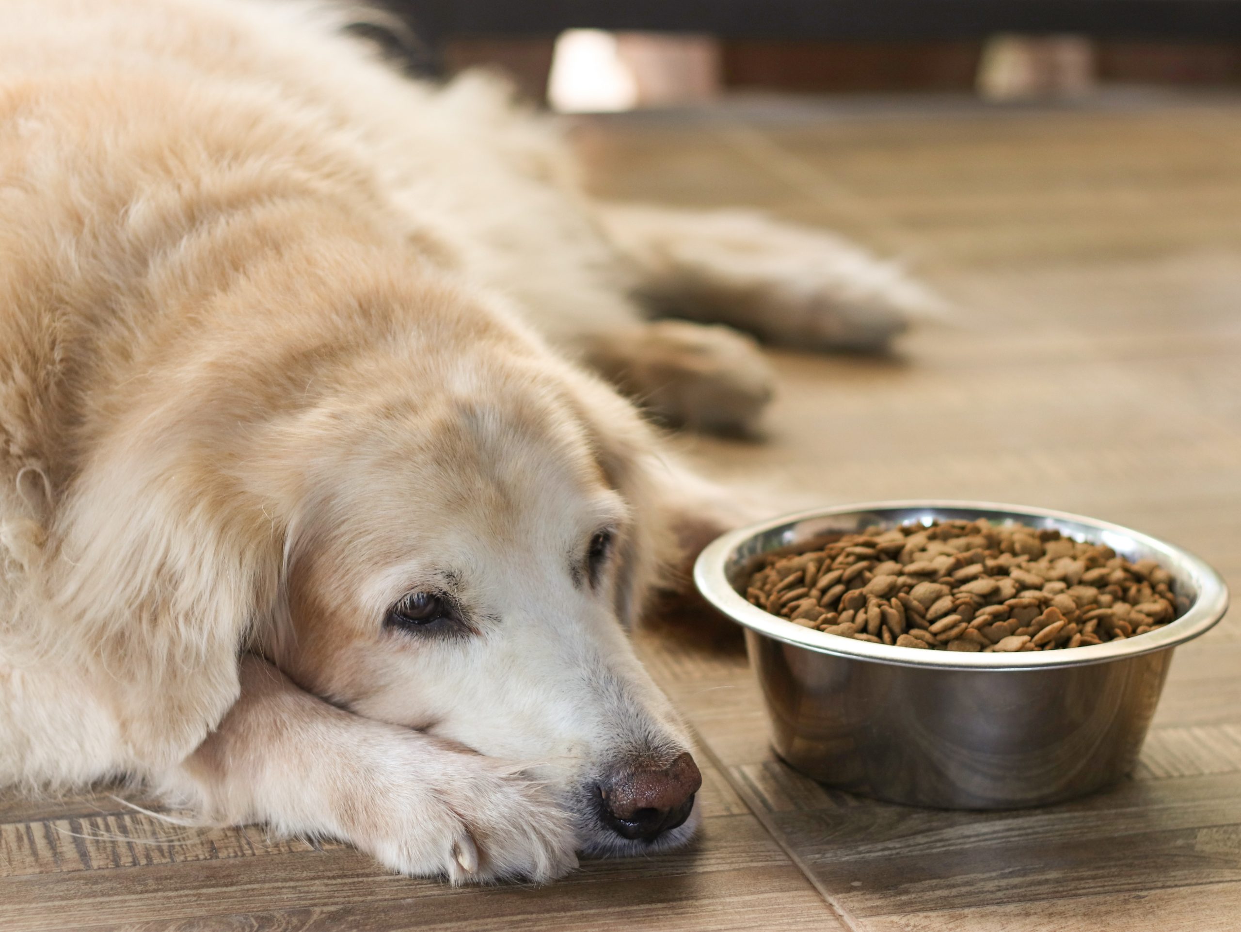 Jak dostosować żywienie do potrzeb psa seniora?